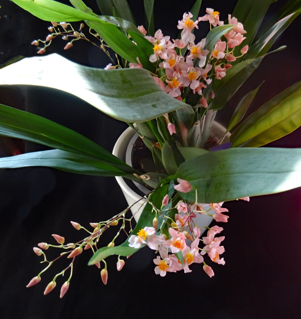 Oncidium- Orchidee