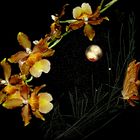 Oncidium Orchidee