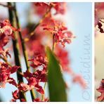 Oncidium - Sherry Baby