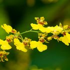 Oncidium sphacelatum