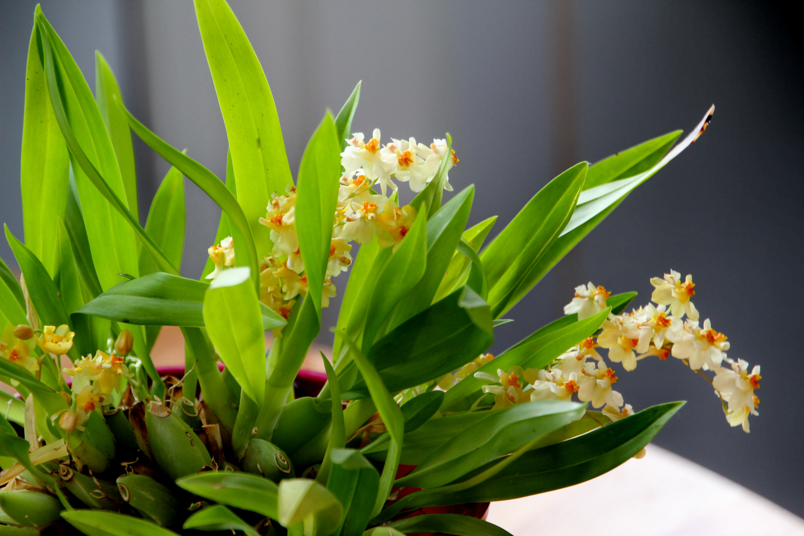 Oncidium twinkle