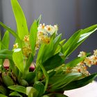 Oncidium twinkle