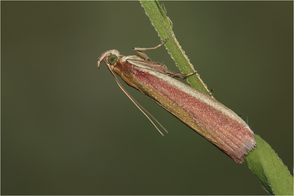 Oncocera semirubella