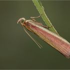 Oncocera semirubella