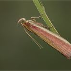 Oncocera semirubella