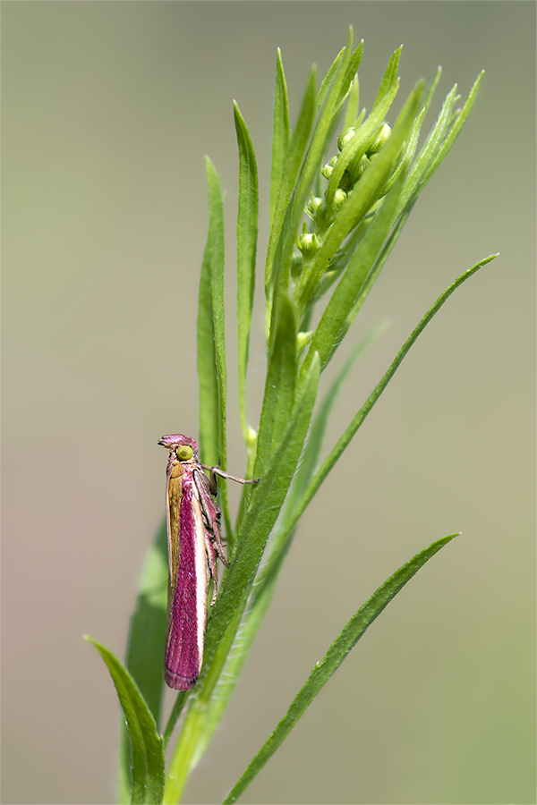 Oncocera semirubella