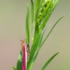 Oncocera semirubella