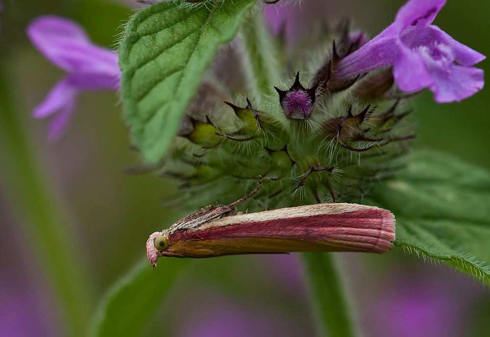 Oncocera semirubella aus der Familie der Zünsler