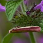 Oncocera semirubella aus der Familie der Zünsler