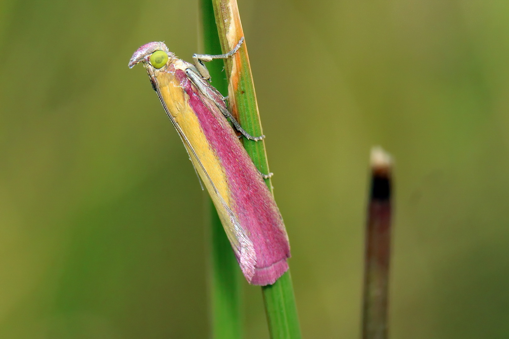 Oncocera semirubella