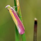 Oncocera semirubella