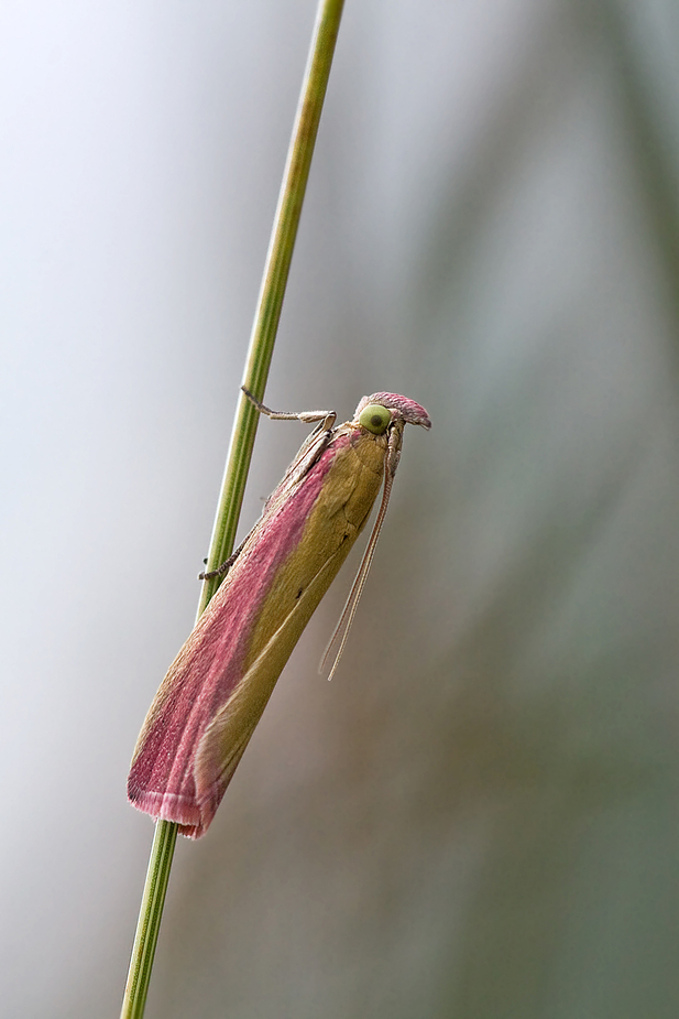 Oncocera semirubella - ein Zünsler