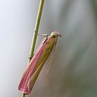 Oncocera semirubella - ein Zünsler