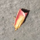 Oncocera semirubella- Rhabarberzünsler