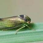 Oncopsis flavicollis (Birken-Maskenzikade)