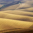 ONDE DI GRANO