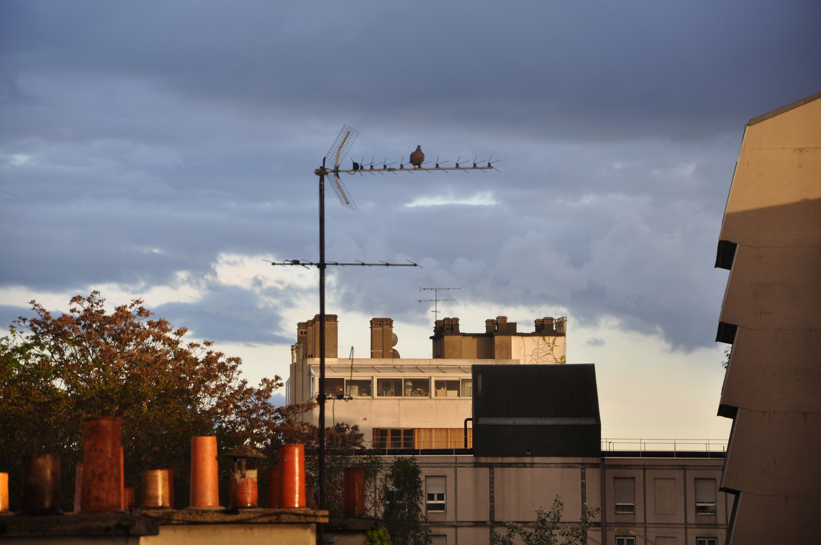 Ondes versus pigeon voyageur