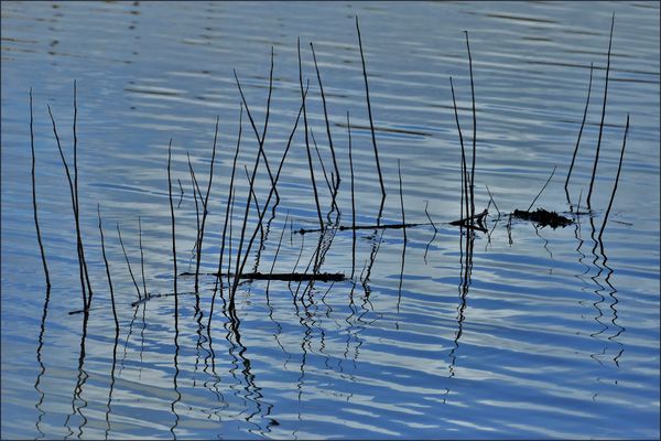 ondulations .....au marais 