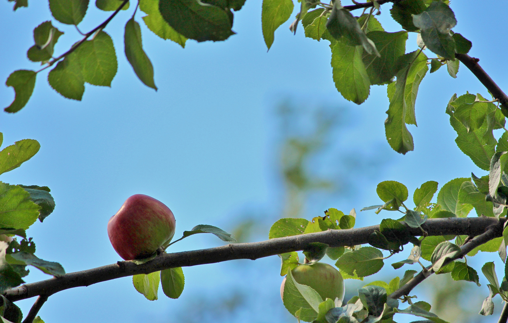 one apple a day 