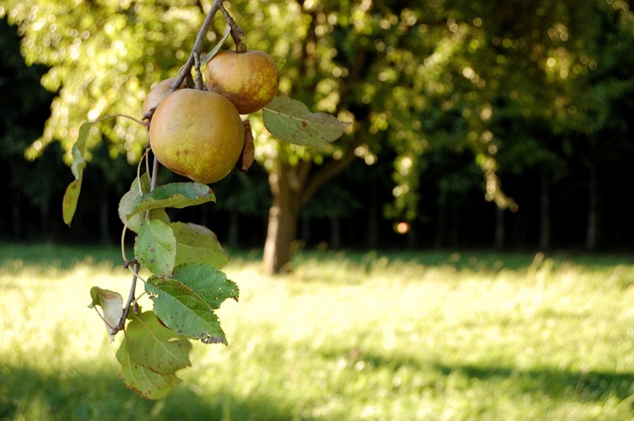 One apple a day...