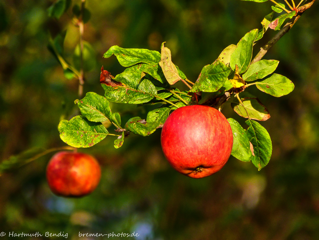 one apple a day......