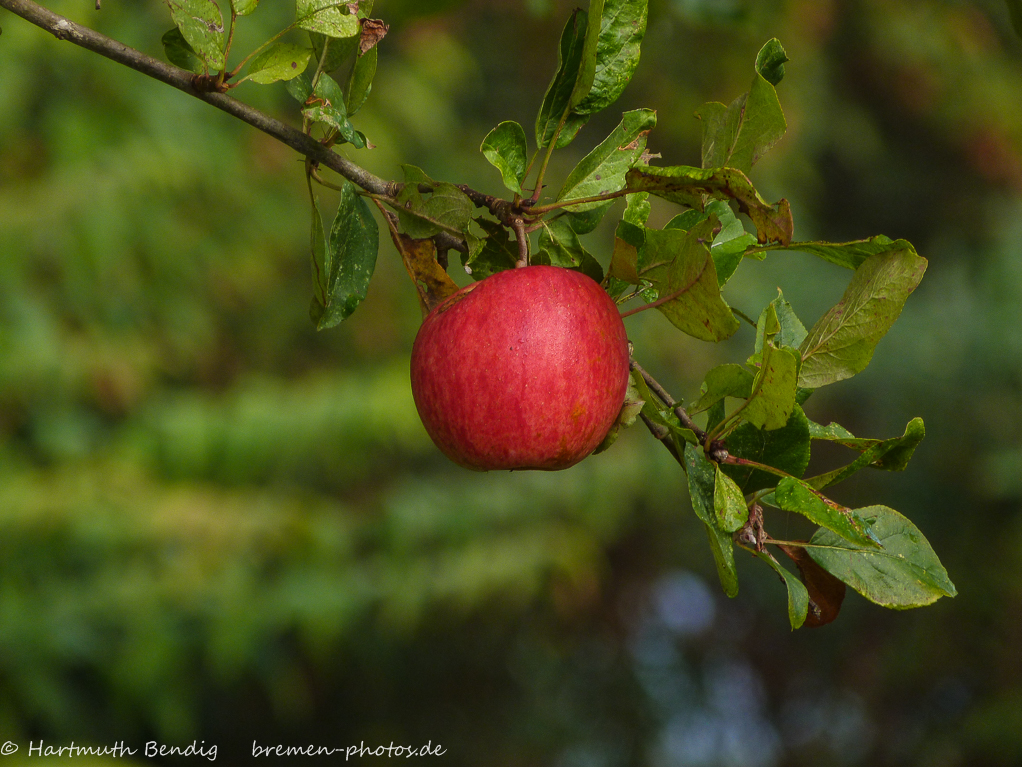 one apple a day - keeps the doctor away