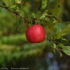 one apple a day - keeps the doctor away