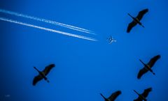 One AWACS and many Cranes