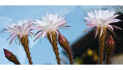 One big happy family