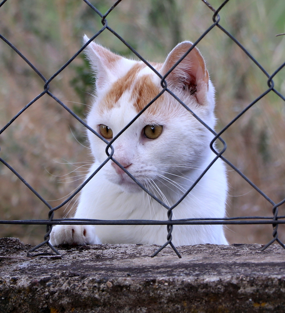 One cat show