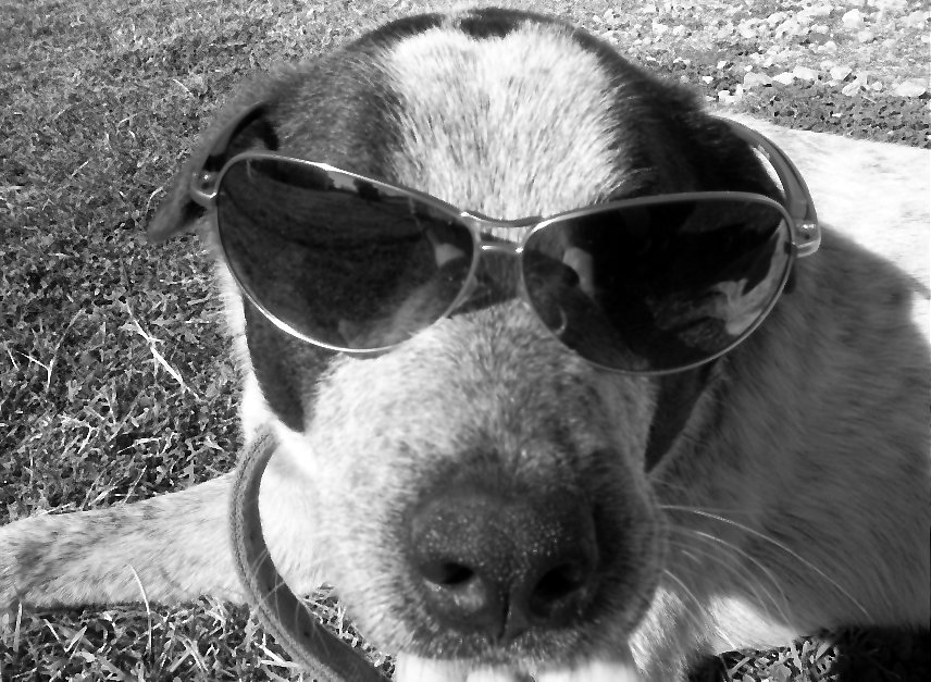 One Cool Pup