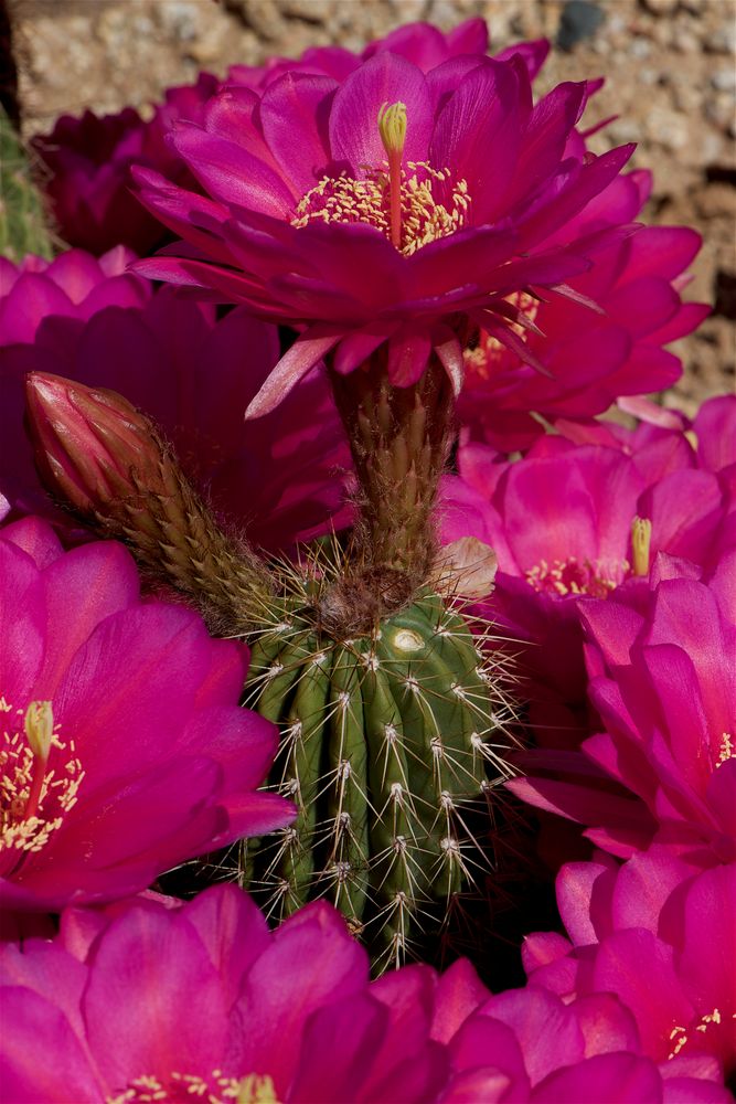 One day blooming cactus.