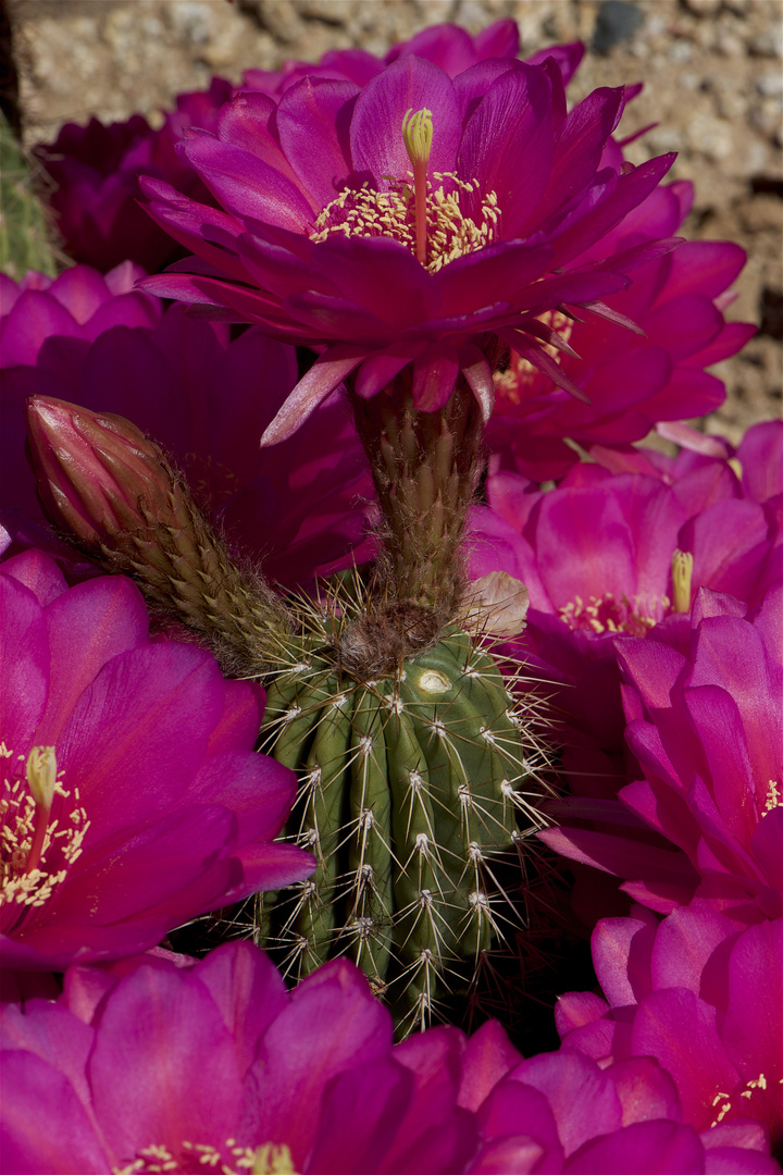 One day blooming cactus. Foto & Bild desert flowers, flowers, nature Bilder auf