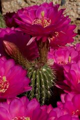 One day blooming cactus.