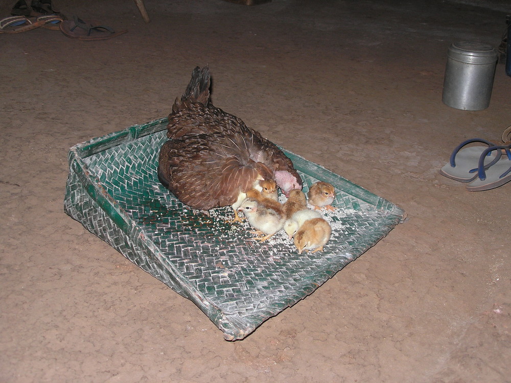 One Day Chicken With Mother