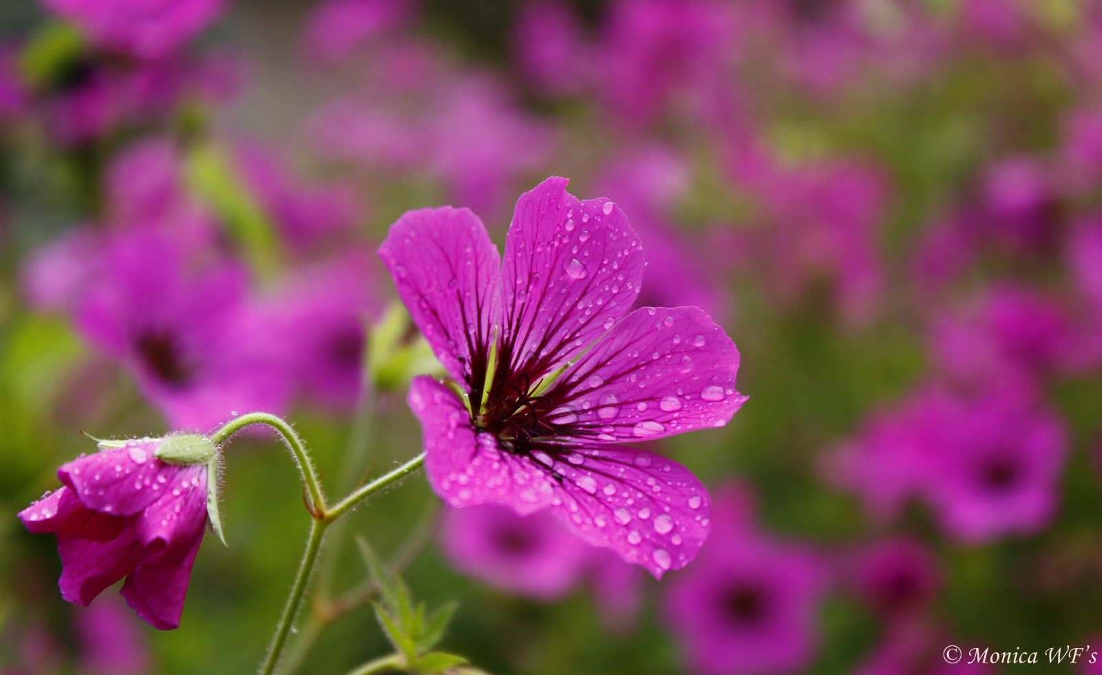 One day in a Park after the morning rain ......