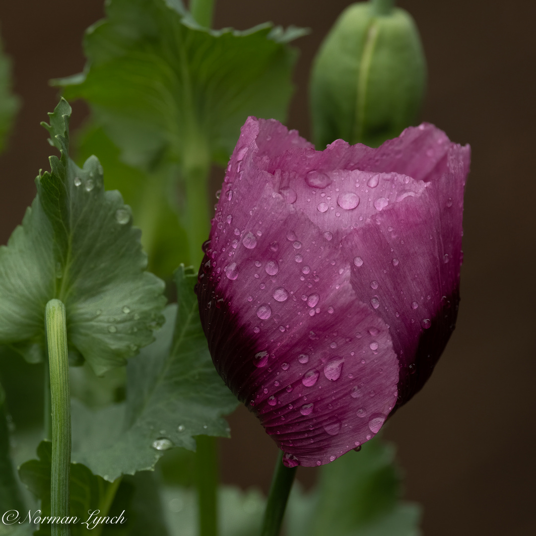 One day poppy with drops of rain  