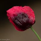 One day poppy with spot of rain 