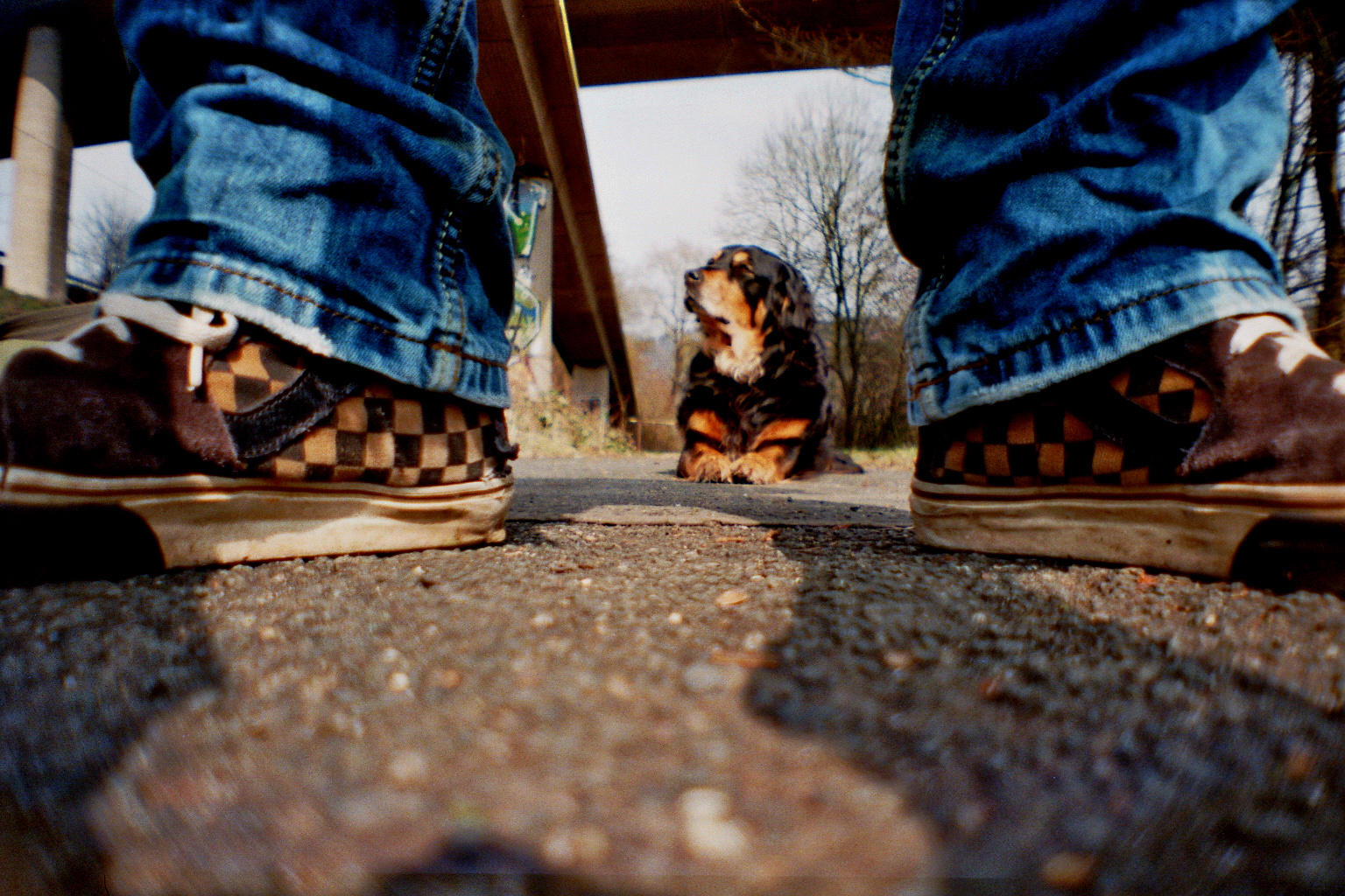 one dog two VanS of the World