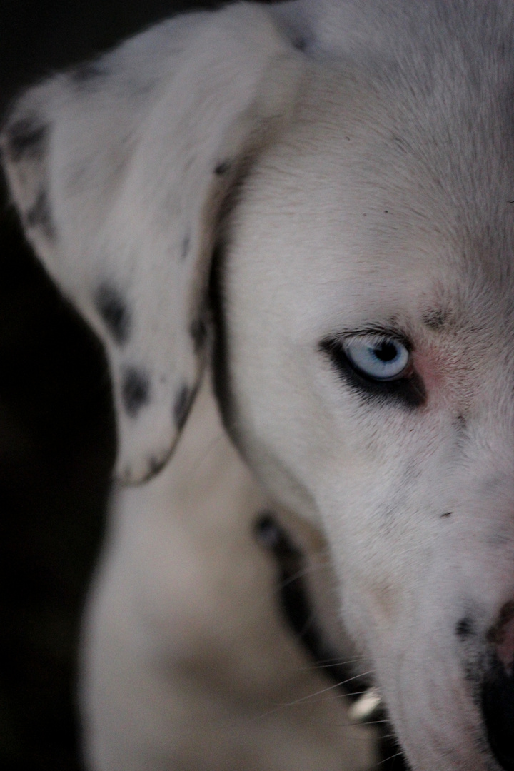 One Dog,two colores.