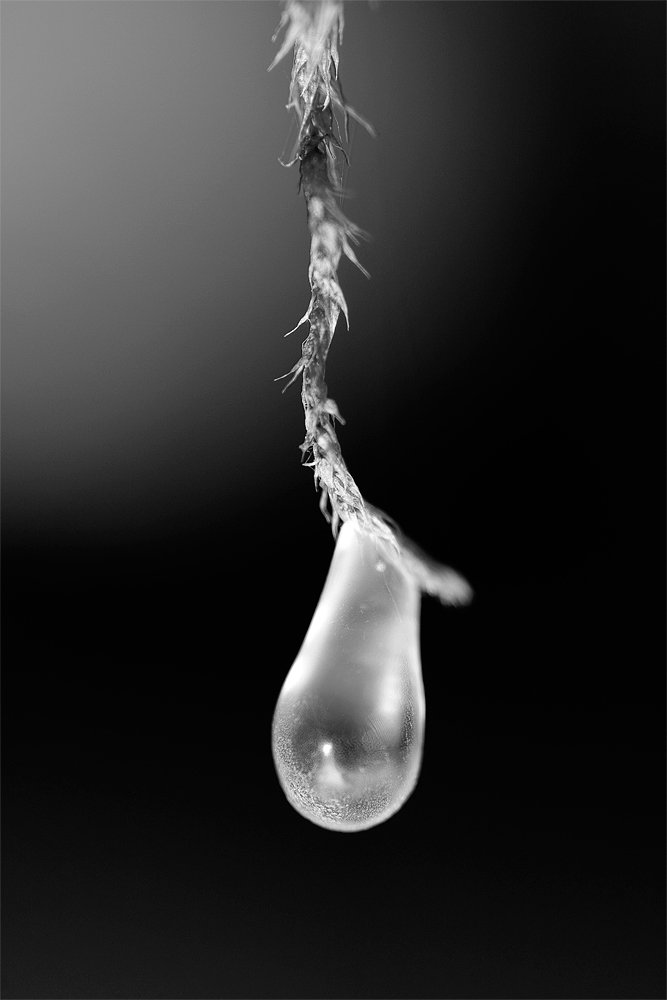 one Drop