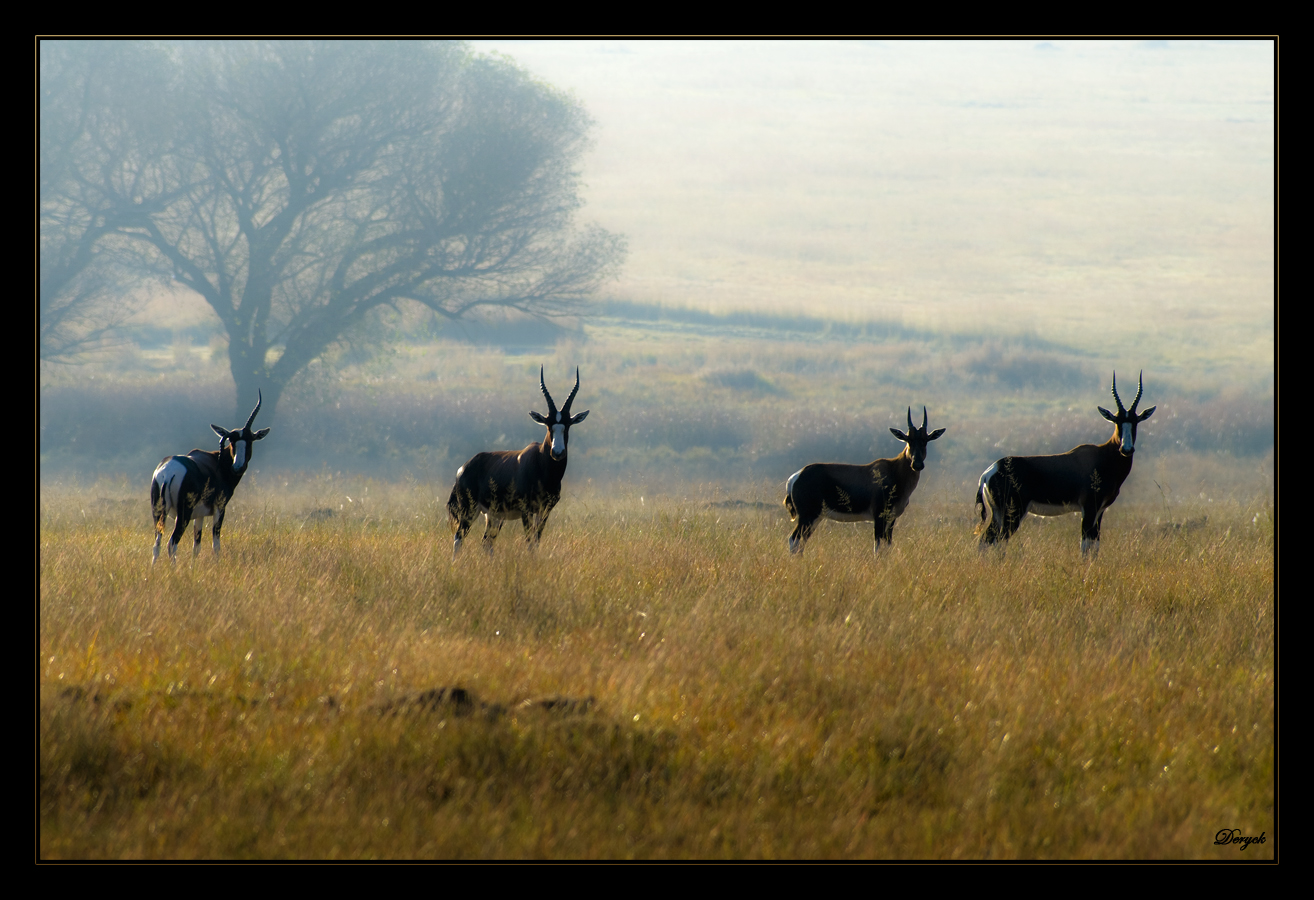 One early Autumn morning