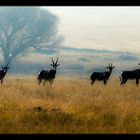 One early Autumn morning