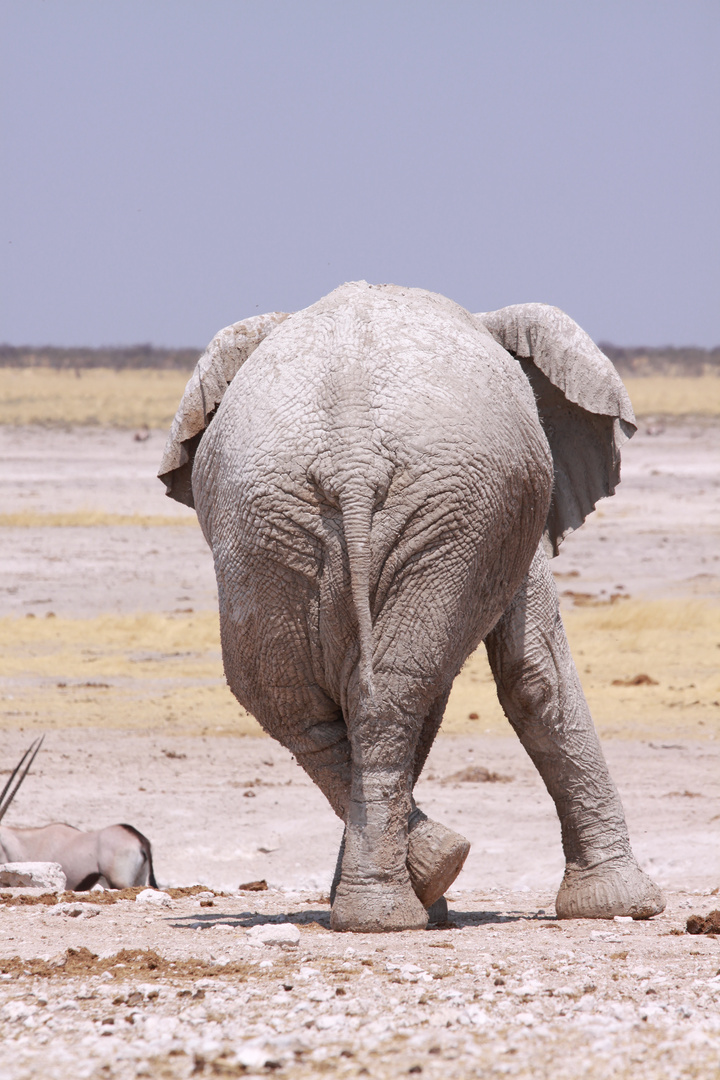 One Elephant Show im Etosha Namibia