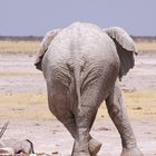 One Elephant Show im Etosha Namibia