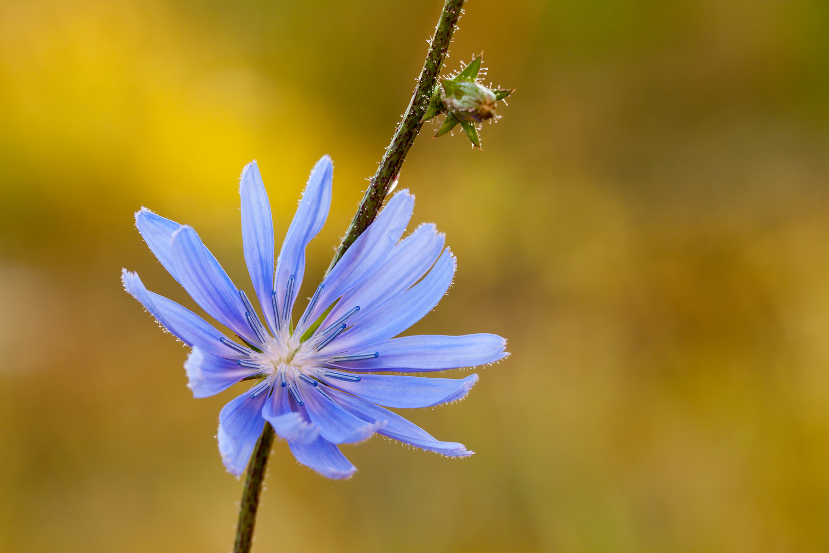 One flower