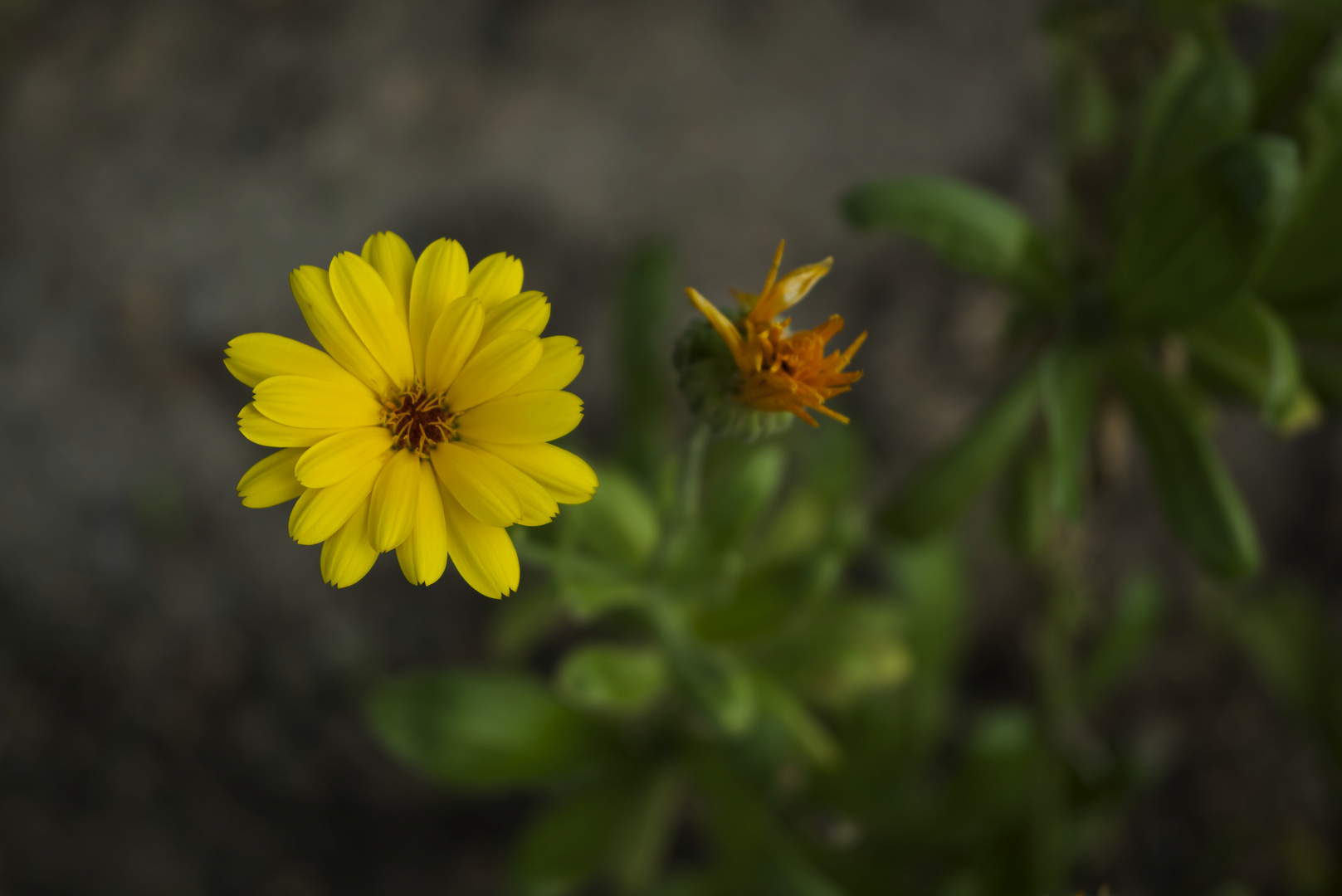 One flower in the garden