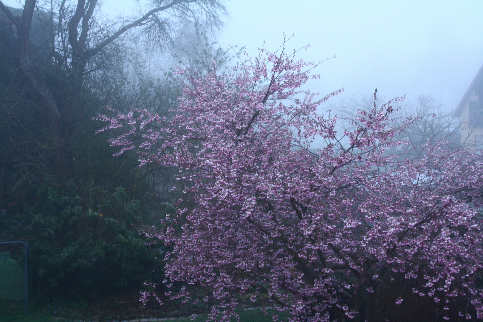 one foggy day in march