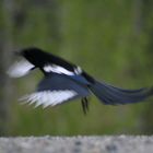 One for sorrow 0655.1