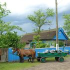 "One"-Horse-Powered Sightseeing Cart -  Pferd mit  8 Beinen